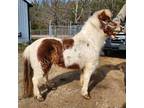 Adopt Sammy a Miniature / Mixed horse in Hohenwald, TN (37143827)