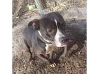 Adopt Bella a Black - with White American Pit Bull Terrier / American Pit Bull