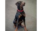 Adopt Sam a Black Doberman Pinscher / Labrador Retriever / Mixed dog in Irwin