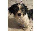 Adopt Cooper a White - with Black Shih Tzu / Terrier (Unknown Type