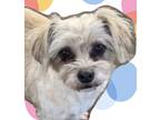 Adopt Kippy a White - with Tan, Yellow or Fawn Shih Tzu / Terrier (Unknown Type
