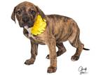 Adopt Millie Dragonite **Rescue Center** a Brindle Rottweiler / Pit Bull Terrier