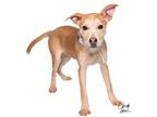 Adopt Daisy **Rescue Center** a Siberian Husky / Blue Heeler dog in Littleton
