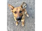 Adopt Remi a Terrier (Unknown Type, Small) / German Shepherd Dog / Mixed dog in