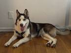 Adopt Chase a White - with Brown or Chocolate Husky / Mixed dog in Bronx