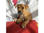 Adopt Malibu a Mixed Breed (Medium) dog in Putnam Valley, NY (37140810)