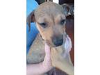 Adopt Bud a Mixed Breed (Medium) dog in Putnam Valley, NY (37140806)