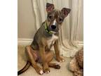 Adopt Dorothy a German Shepherd Dog / American Pit Bull Terrier / Mixed dog in