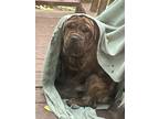Adopt Beau a Brindle Shar Pei / Mixed dog in Fulks Run, VA (37140182)