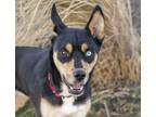 Adopt Prince a Australian Cattle Dog / Siberian Husky / Mixed dog in Golden