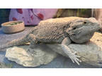 Hi Im A Very Social And Friendly Beardie Named Lewis I Love Being Held And Cuddling Am I The Beardie For You Stop Over And Meet Me And Find Out
