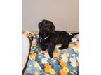 Adopt Otto a Black Dachshund / Mixed dog in Sonoma, CA (37139654)