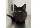 Adopt Finn a Domestic Shorthair / Mixed cat in Brockville, ON (37139640)
