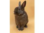 Adopt Benito a Grey/Silver American / Mixed rabbit in Key West, FL (37139637)