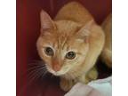 Adopt Fortune a Tan or Fawn Tabby Domestic Shorthair / Mixed cat in Watertown