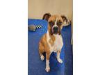 Adopt Dozer a Brown/Chocolate - with White Boxer / Mixed dog in Rockwall