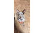 Adopt Gunther a White - with Brown or Chocolate Australian Shepherd / Mixed dog