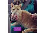 Adopt Jubilee a Tan or Fawn Domestic Shorthair / Domestic Shorthair / Mixed cat