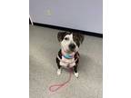 Adopt Siri a Black American Pit Bull Terrier / Mixed dog in Niagara Falls