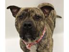 Adopt Redford a Black Mastiff / American Pit Bull Terrier / Mixed dog in