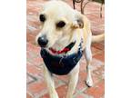 Adopt Austin a Tan/Yellow/Fawn Italian Greyhound / Beagle / Mixed dog in