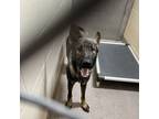 Adopt Kylo a Black German Shepherd Dog / Mixed dog in Shelby, NC (37138038)