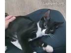 Adopt Camembert a All Black Domestic Shorthair / Domestic Shorthair / Mixed cat