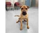 Adopt Martie a Tan/Yellow/Fawn Shar Pei / Mixed dog in Silver Springs