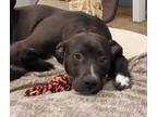 Adopt Stryker a Black American Pit Bull Terrier / Mixed dog in Silver Springs