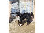 Adopt Oreo a Black Border Collie / Mixed dog in Silver Springs, NV (37137443)