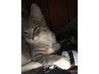 Adopt Maze a Gray or Blue American Shorthair / Mixed (short coat) cat in