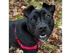 Adopt Shenzi a Black Pit Bull Terrier / Labrador Retriever / Mixed dog in