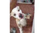 Adopt Benson a White Mixed Breed (Large) / Mixed dog in Georgetown