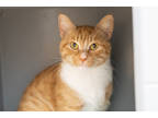 Adopt Nugget a Orange or Red Domestic Shorthair / Domestic Shorthair / Mixed cat