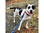 Adopt Pepper a White - with Black Pit Bull Terrier / Mixed dog in Beacon