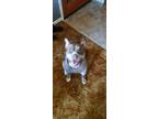 Adopt Strawberry a Brown/Chocolate - with White American Pit Bull Terrier /