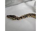 Collecting Applications For Adoption By Experienced Snake Owner Came To Shelter In Poor Condition So Looking For Someone To Spoil HimAdoption ProcessO