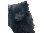 Adopt Bodie a Pomeranian