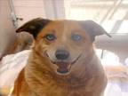 Adopt LILY a Australian Cattle Dog / Blue Heeler