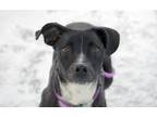 Adopt MELON a Pit Bull Terrier, Mixed Breed