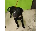 Adopt Perry a Mixed Breed