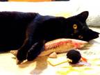 Adopt Nelly (courtesy listing) a Domestic Short Hair