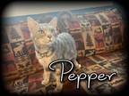 Adopt Pepper a Dilute Calico