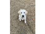 Adopt Madison SAT a Great Pyrenees