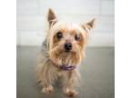 Adopt Sophie a Yorkshire Terrier