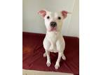Adopt Paisley a Pit Bull Terrier