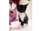 Adopt Bandit a Tuxedo