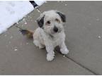 Adopt Mickey a Miniature Poodle, Shetland Sheepdog / Sheltie