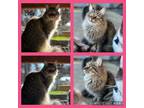 Adopt Betty a Domestic Long Hair, Maine Coon