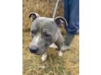 Adopt Tyson a American Staffordshire Terrier, Pit Bull Terrier
